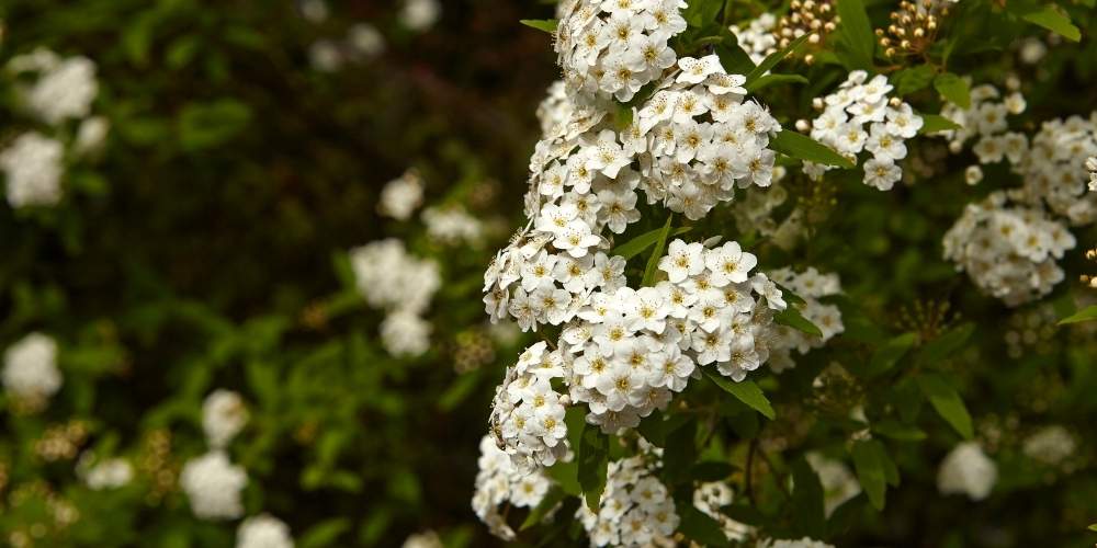 viburnum