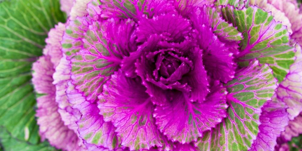 ornamental cabbage