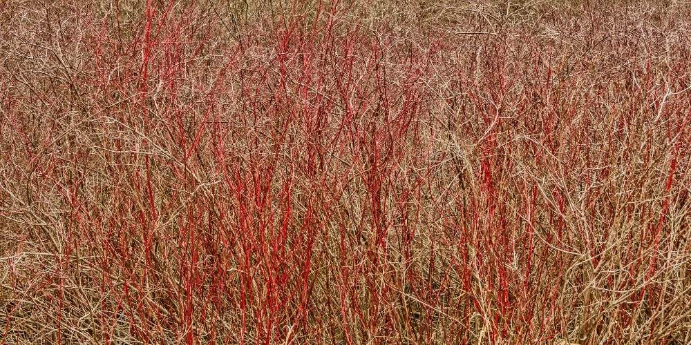 red twig dogwood