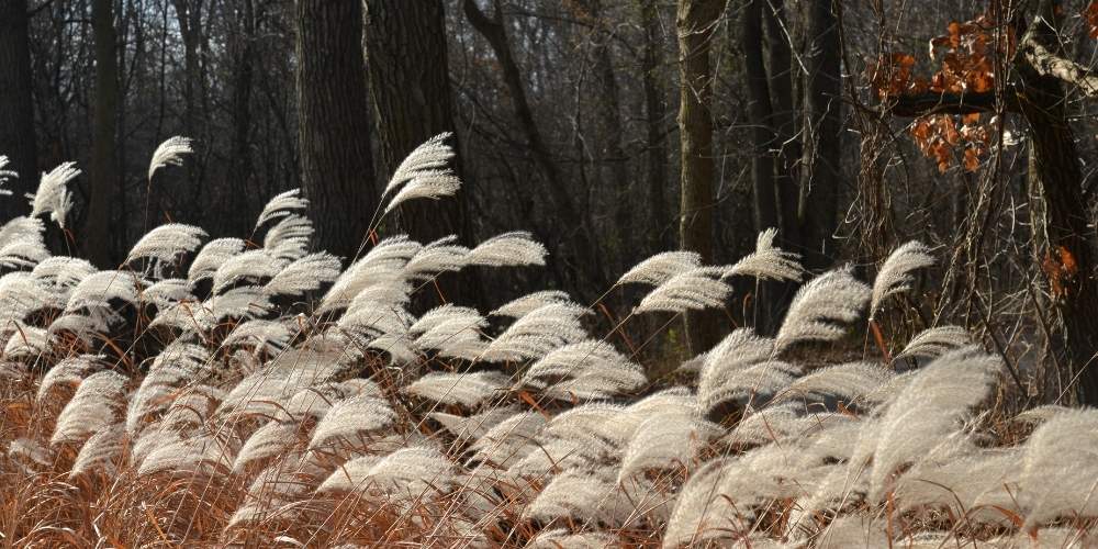 ornamental grasses