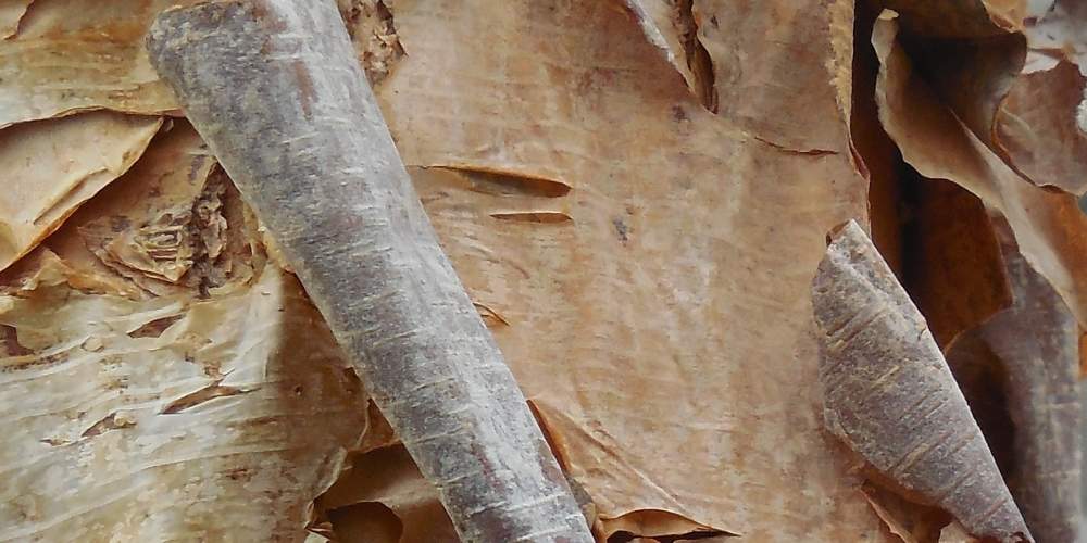 paperbark birch