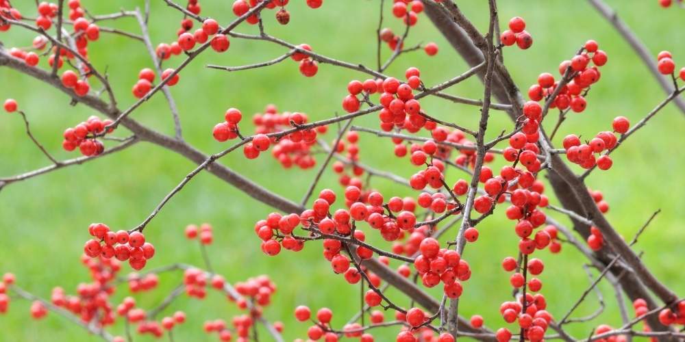 michigan holly