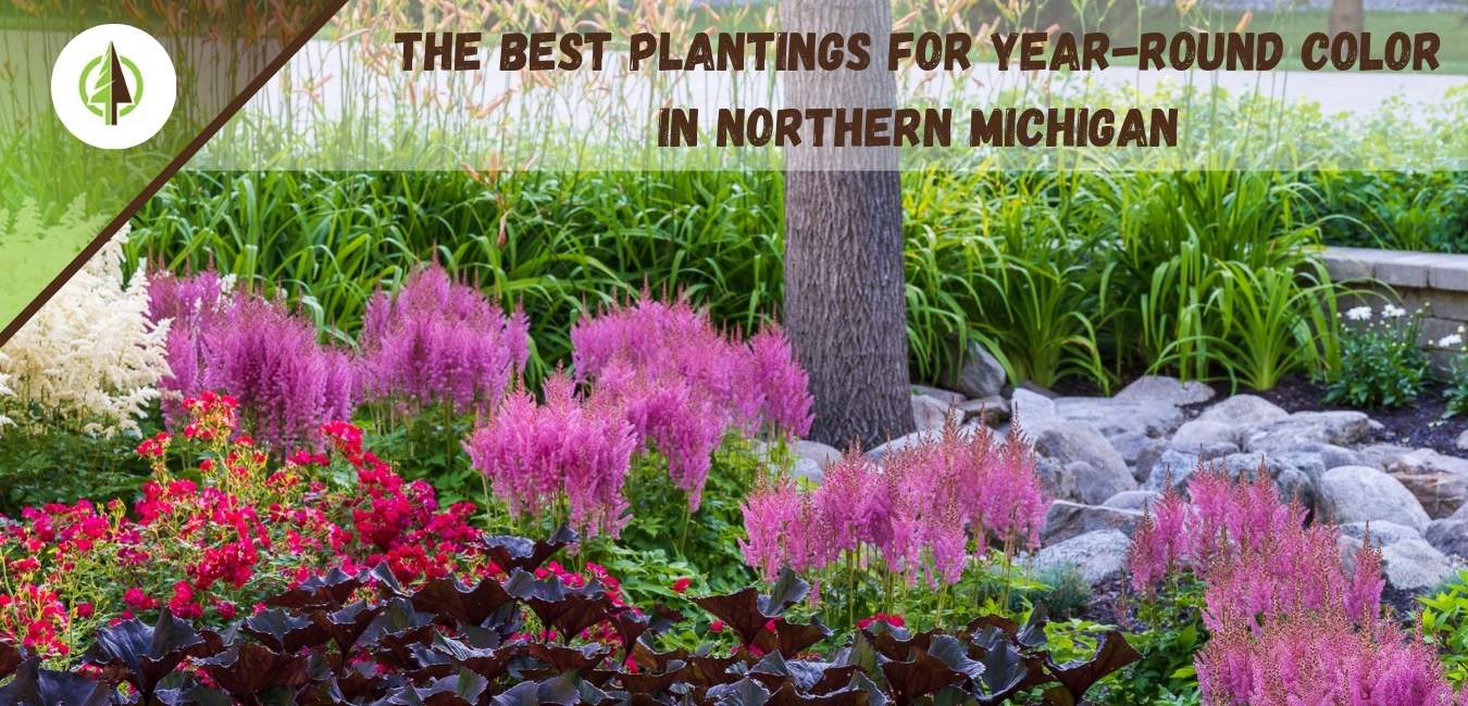 the best plants for year round color