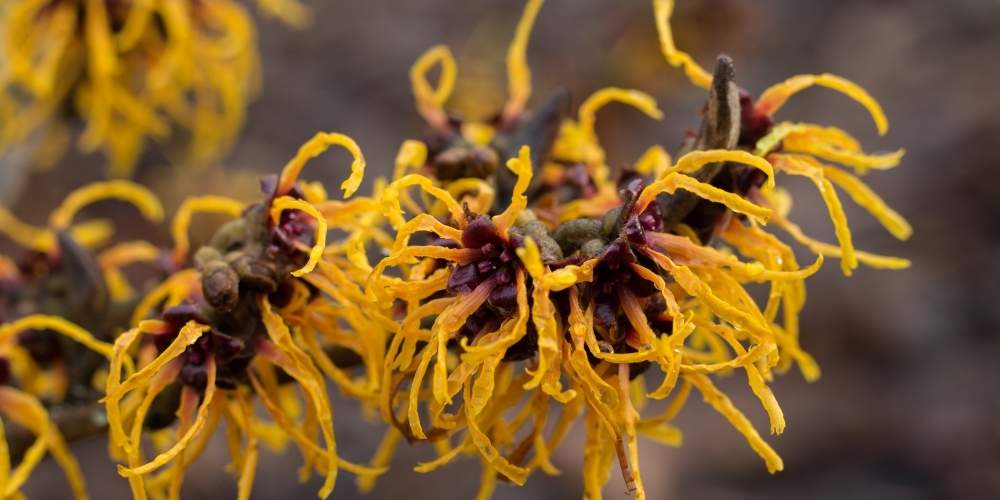 witch hazel flowers