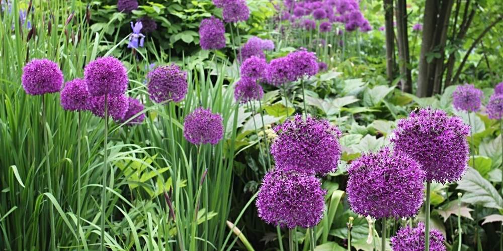 allium