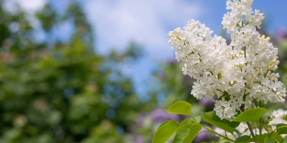serviceberry tree bloom