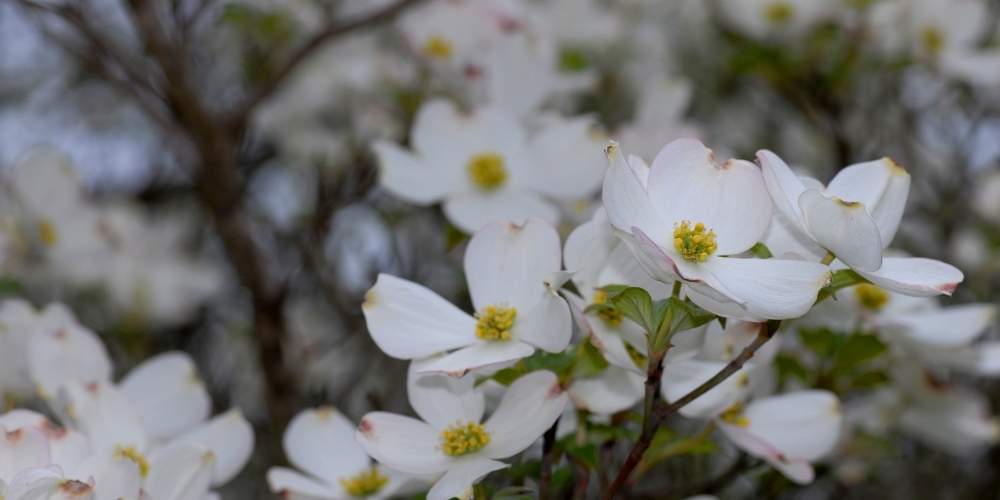 dogwood tree blooms