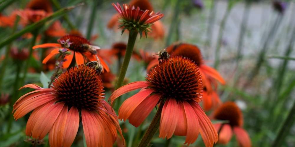 coneflower