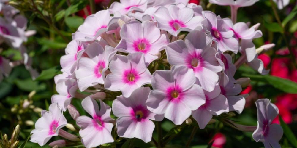 pink phlox