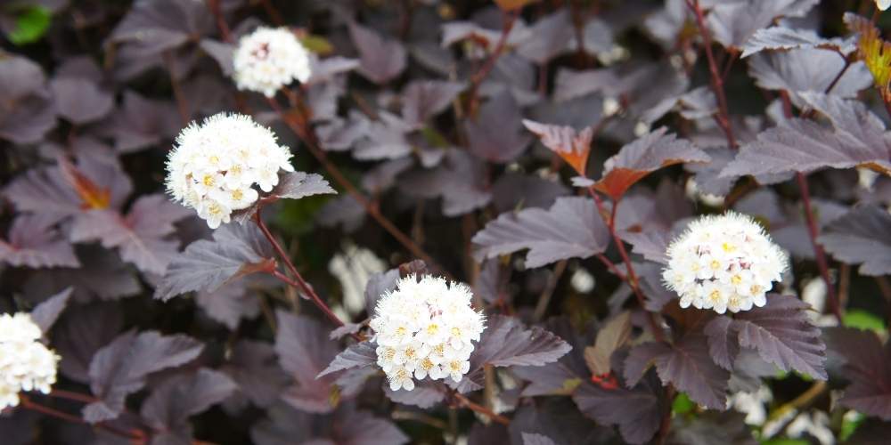 ninebark with blooms