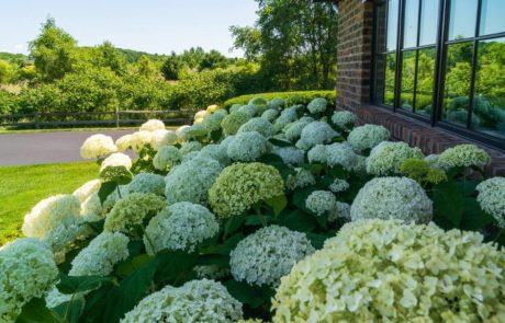 white hydrangea with large blooms