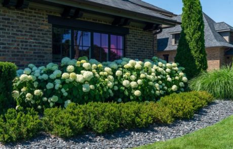 hydrangea and evergreens in landscape bed