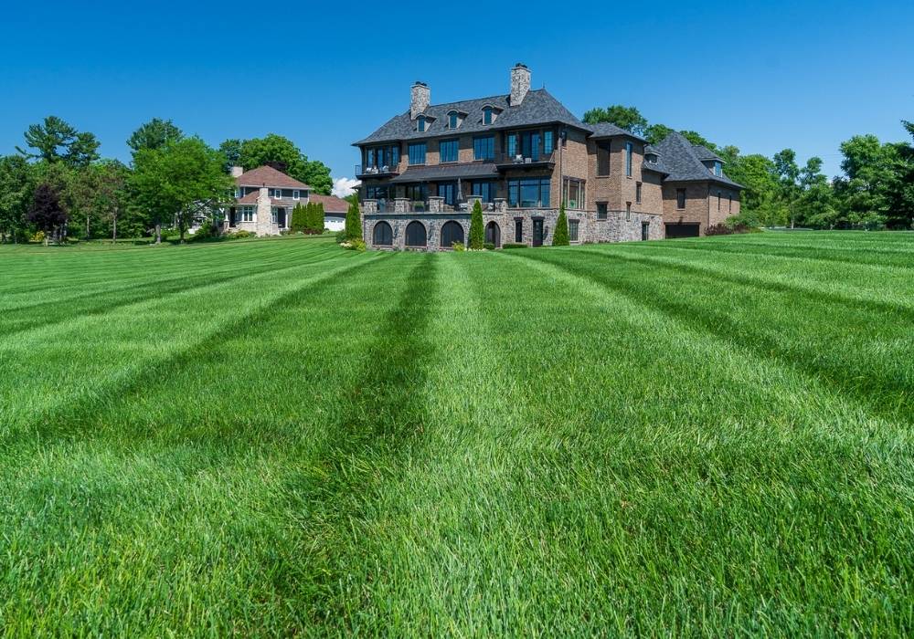 close up of healthy green grass in front of home