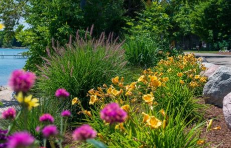 daylily and ornamental grasses in landscape bed