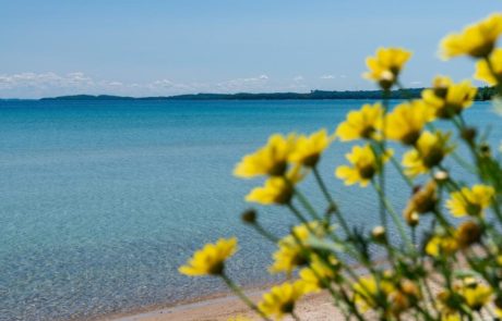 yellow flowers overlooking beach and lake michigan