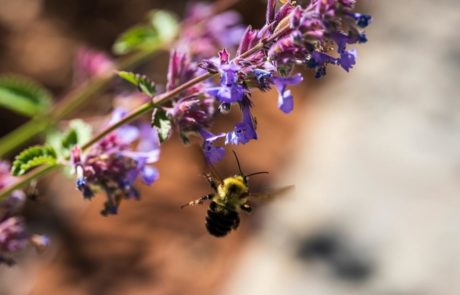 bee pollinates on purple flower