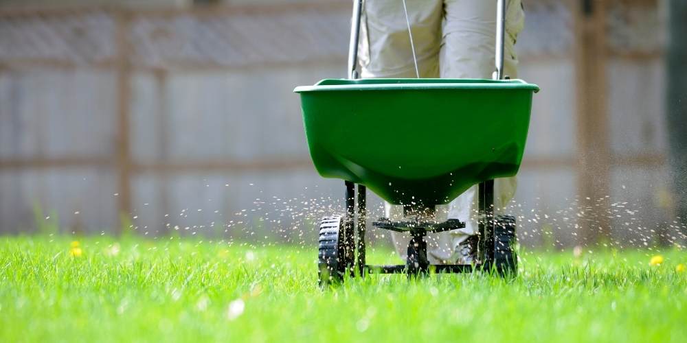 lawn care professional fertilizes grass with walk behind spreader