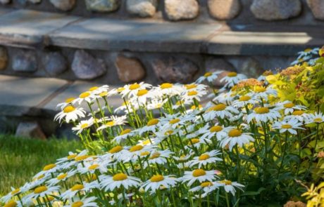 shasta daisies in landscape bed near stone steps