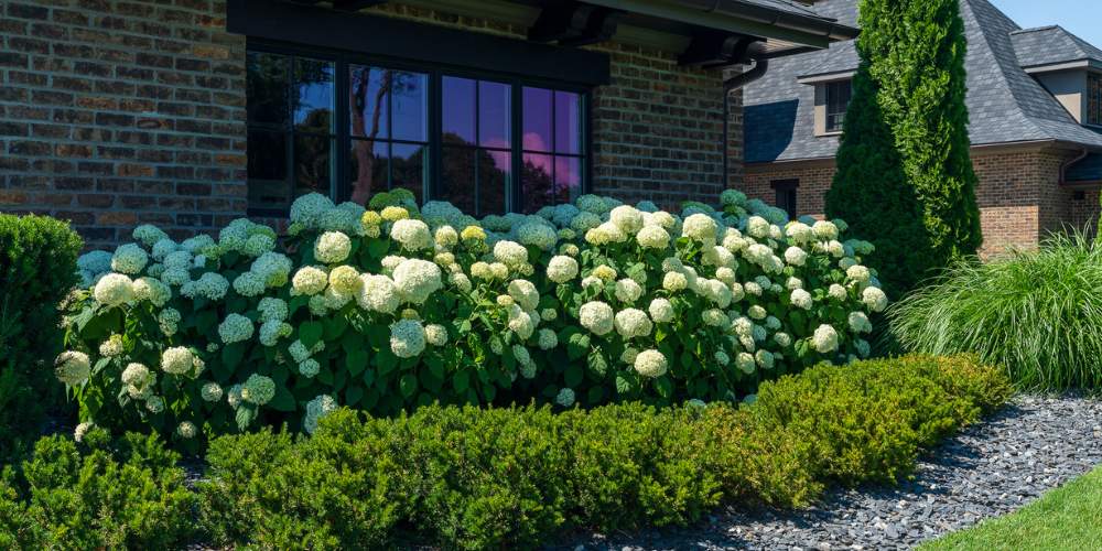 white hydrangea blooming near home in landscape bed