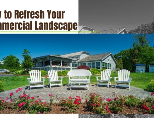 4 Ways to Refresh Your Commercial Landscape