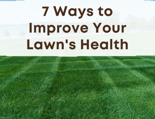 7 Ways to Improve Your Lawn’s Health