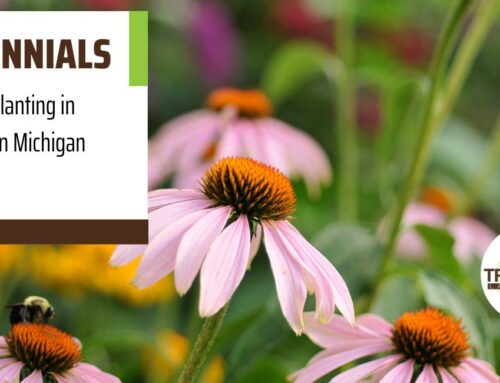 6 Great Perennial Flowers to Plant in Northern Michigan
