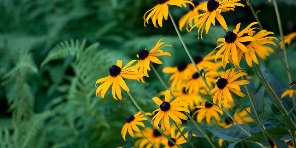 black-eyed susan