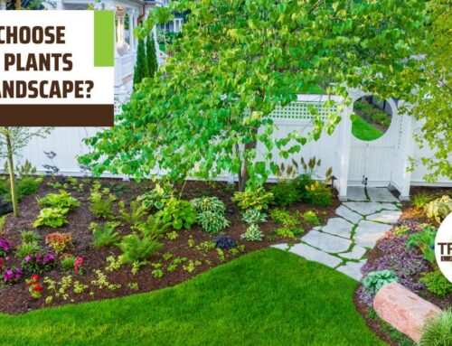 How Do I Choose the Right Plants for My Landscape?