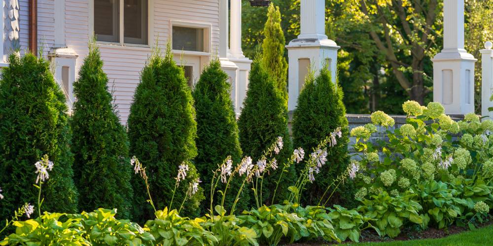 evergreen plantings and hostas near driveway for privacy