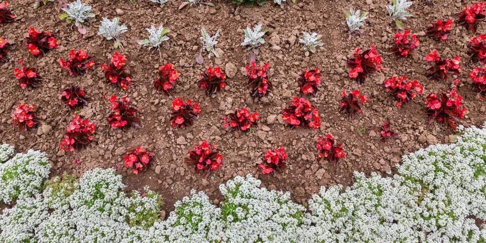 annual flowers planted in landscape bed