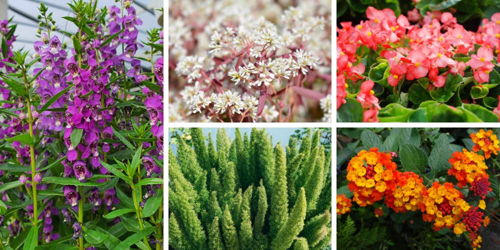 annual flowers for container gardens