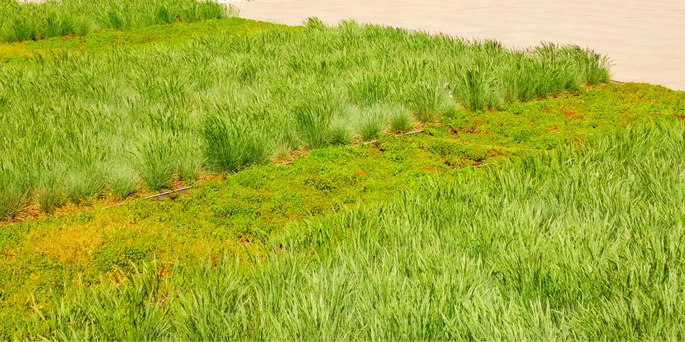 green roof with grasses