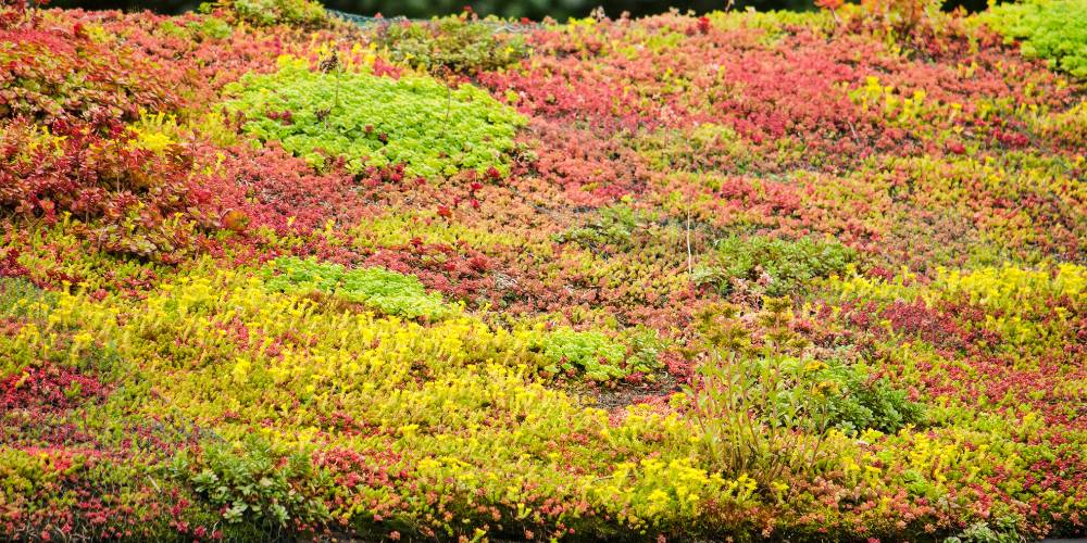 green roof with sedum