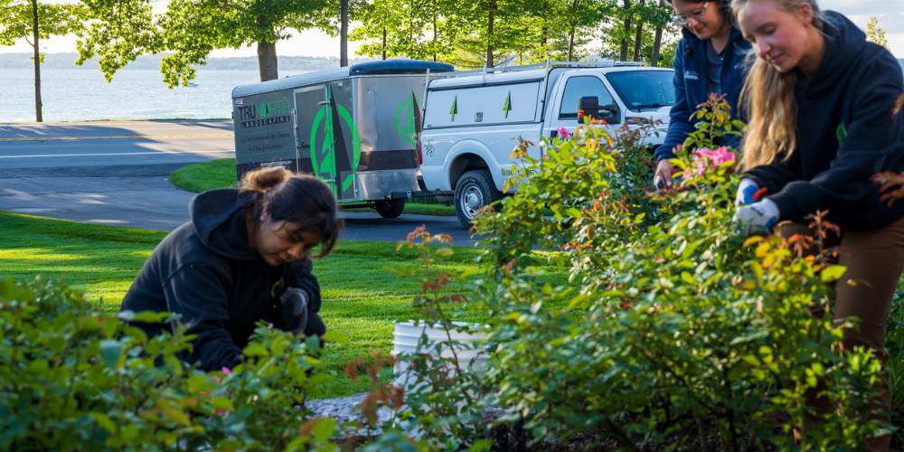 Landscape maintenance team prune and trim perennials