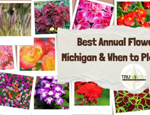 Best Annual Flowers in Michigan & When to Plant Them