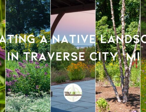Creating a Native Landscape in Traverse City, MI