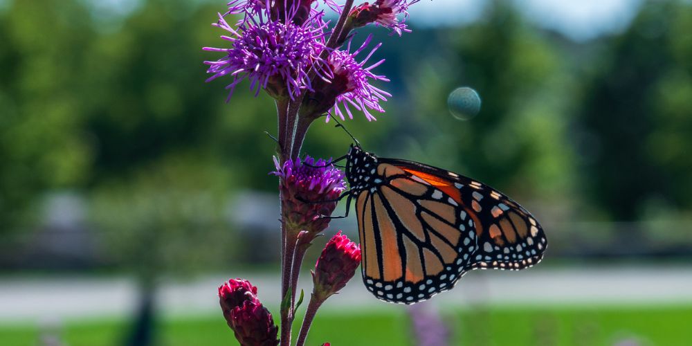 butterfly on native plants
