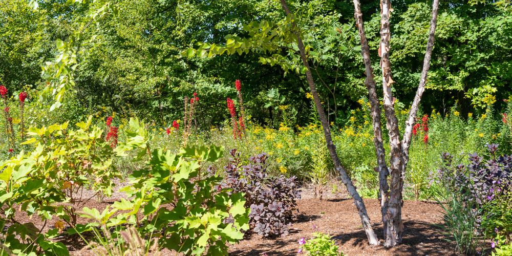 paper bark tree in native garden