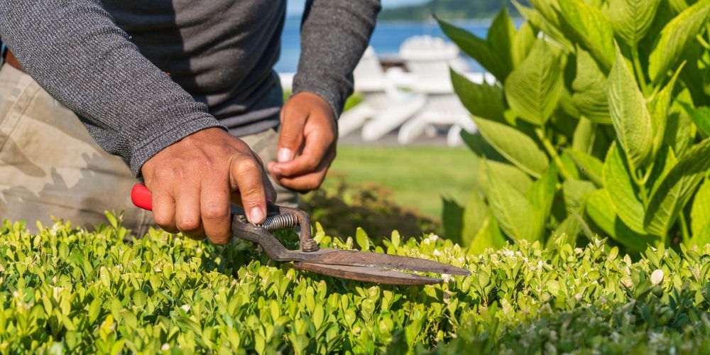 landscape professional trims shrubs