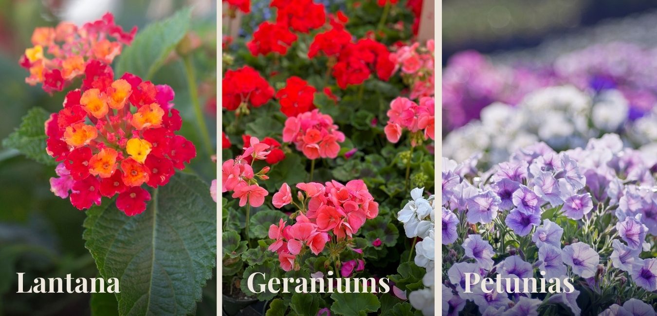 A labeled guide to popular annual flowers for Northern Michigan garden containers