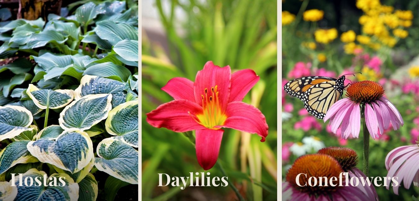 Labeled perennial plants that return every year in Northern Michigan soils