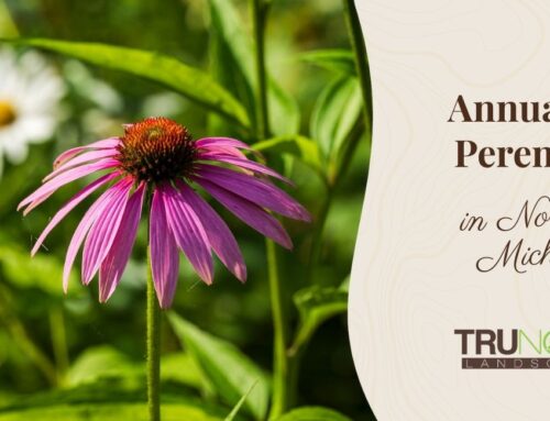 Annuals vs. Perennials in Northern Michigan