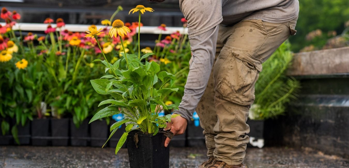 A landscape designer laying annual flowers with perennials plants for a balanced garden design