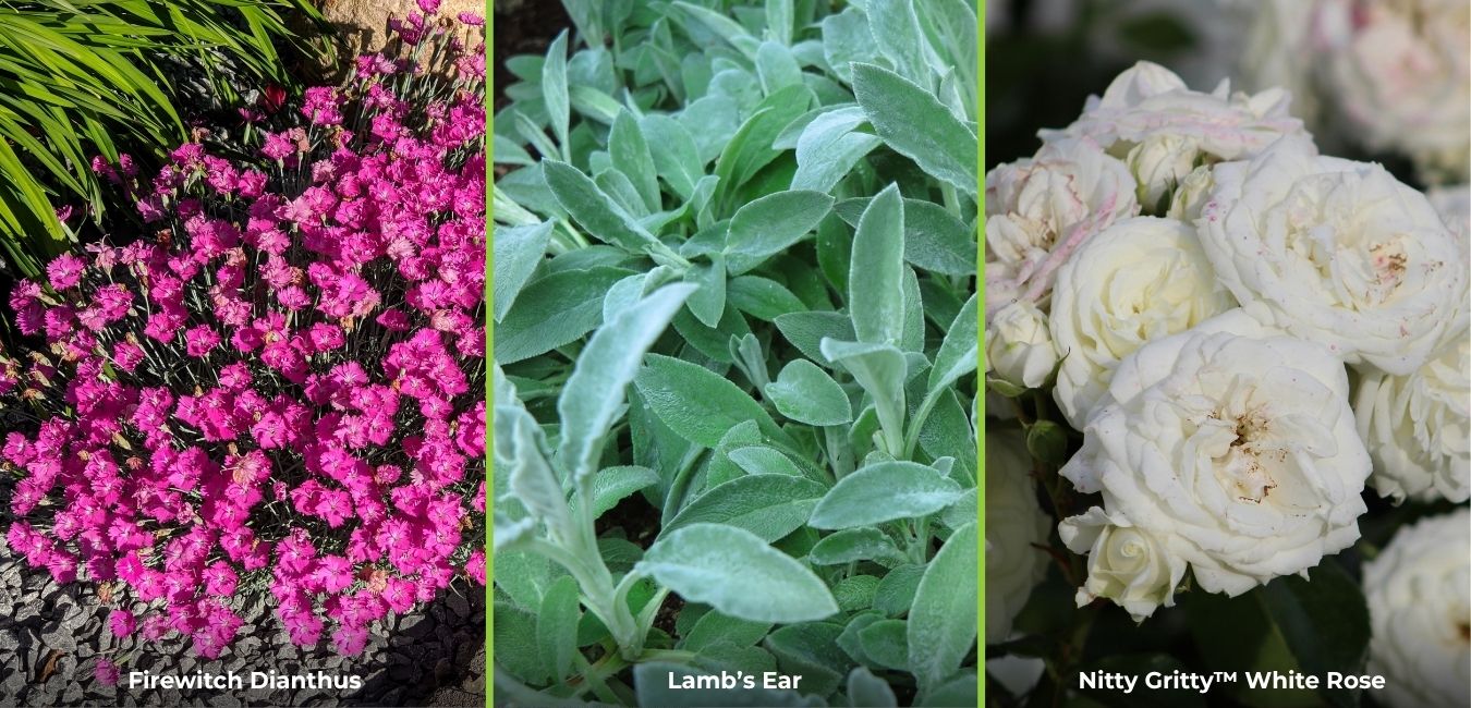drought resistant groundcover benzie