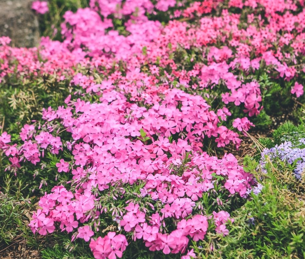 early-spring-phlox-lawn-care early spring phlox lawn care