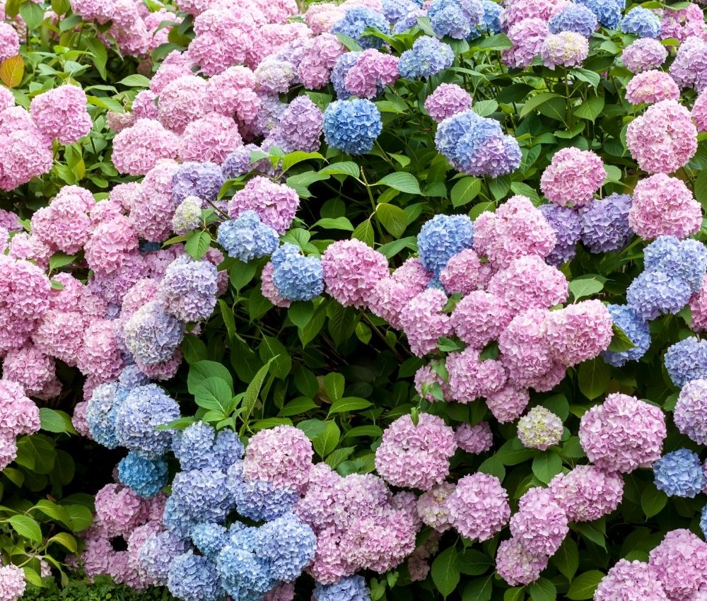 mid-summer-perennial-garden-plan mid-summer perennial garden plan