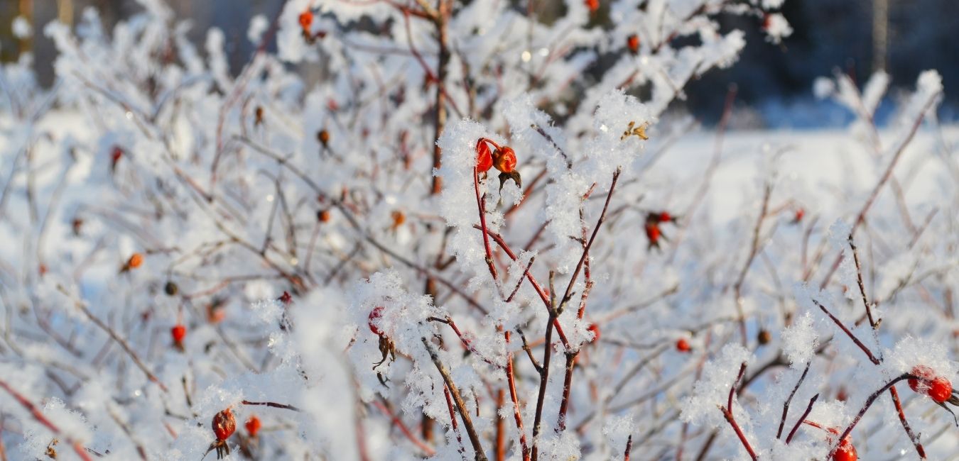 native-winterberry-shrubs-ornamental-grasses-winter native winterberry shrubs ornamental grasses winter
