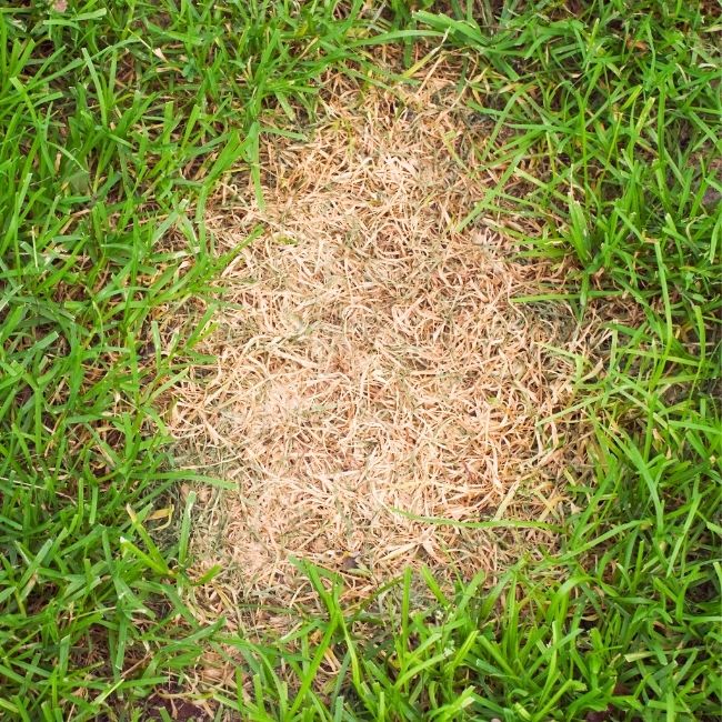 cool-season-grass-summer-heat-domancy firmly rooted yellow grass experiencing natural late summer heat dormancy in suttons bay
