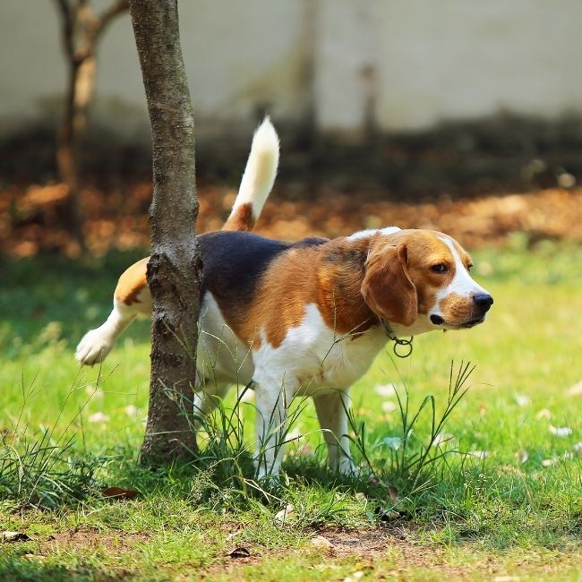 dog-urine-burn-spot-repair-lawn yellow dog spot on grass with a dark green nitrogen ring in a leelanau county back yard