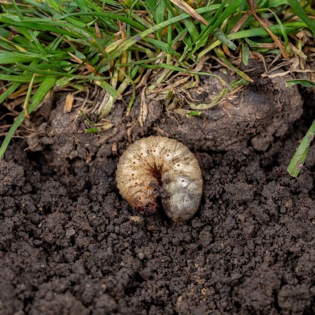 grub-damage-turf-peeling-back-roots lawn turf affected by white grubs peeling back easily like loose carpet